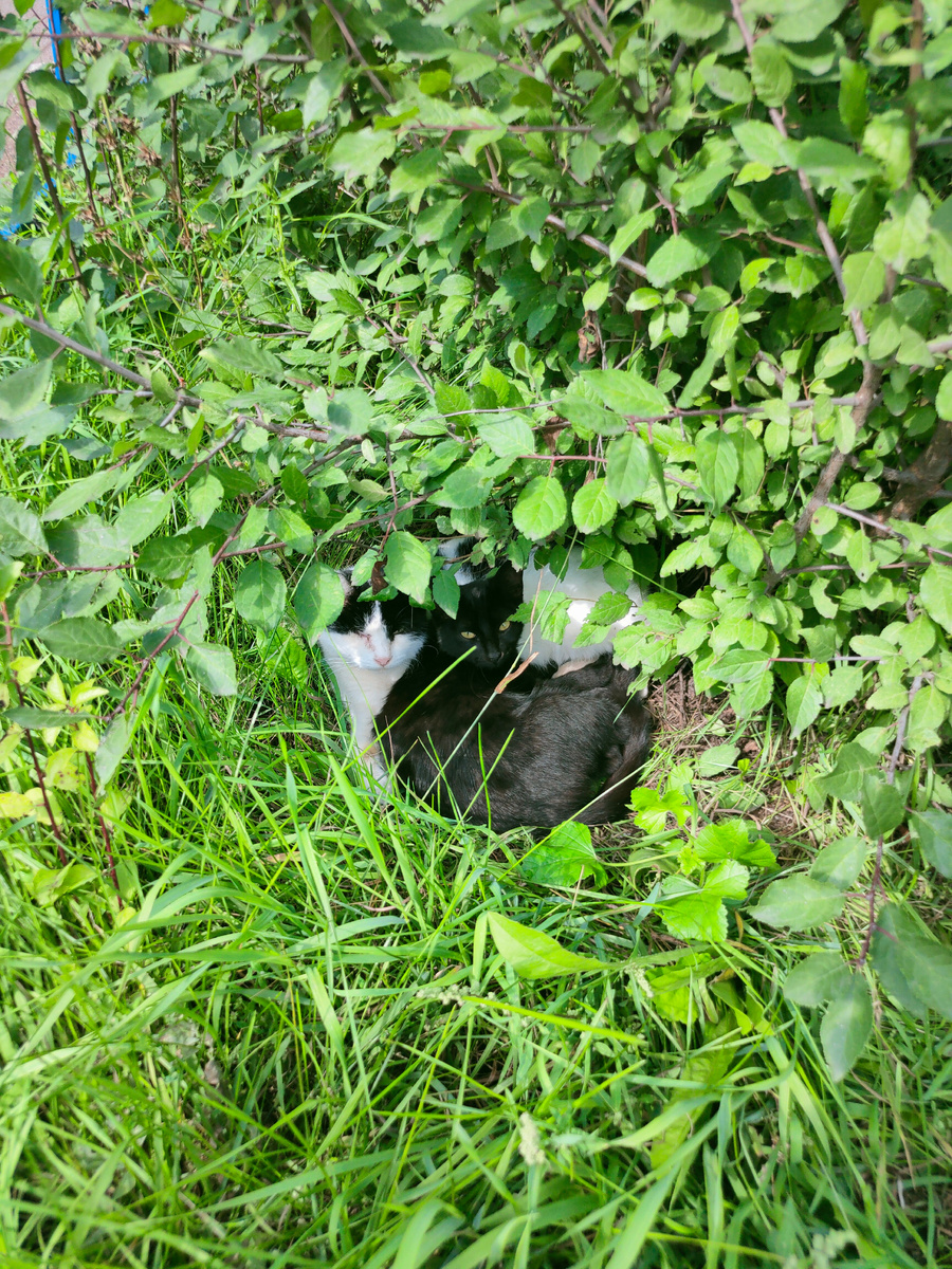 Два кота. Фото автора