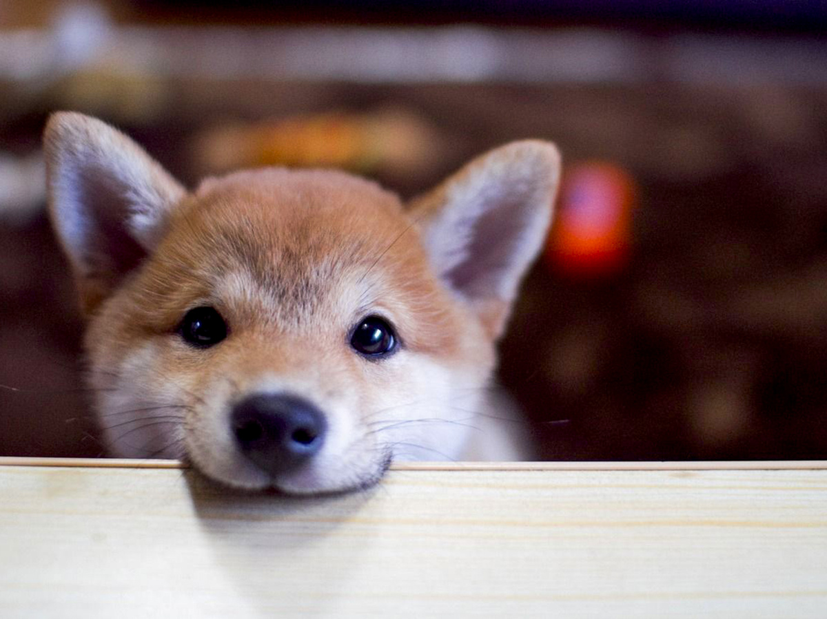 Маленький проказник