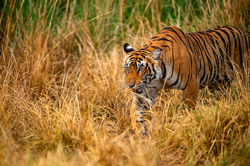    Shutterstock/FOTODOM