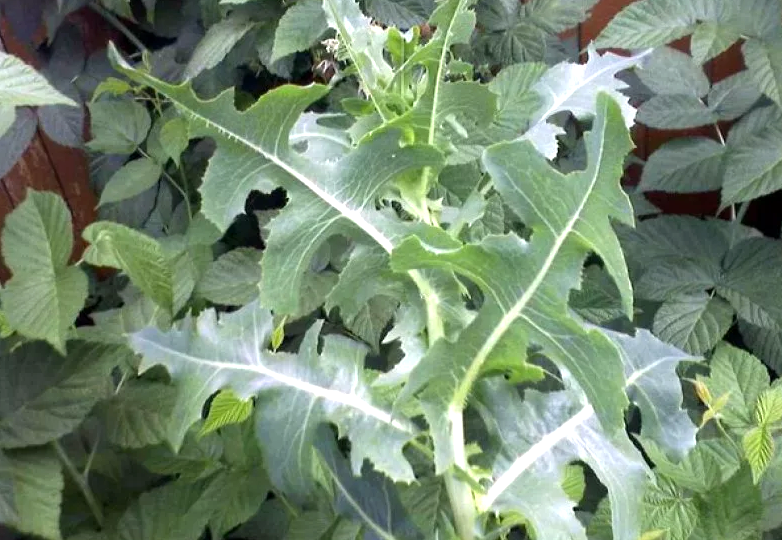 Молочай огородный и его невероятные свойства