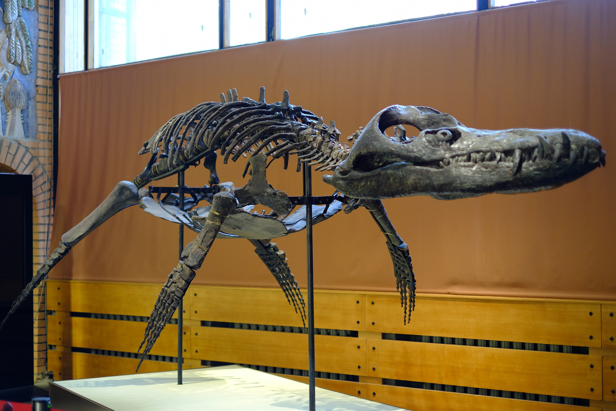 Монтированный скелет Pliosaurus rossicus