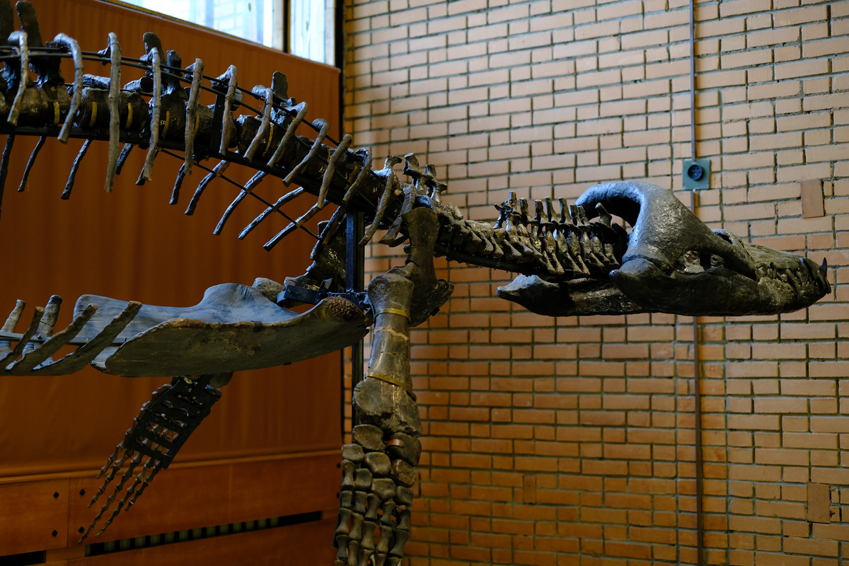 Монтированный скелет Pliosaurus rossicus