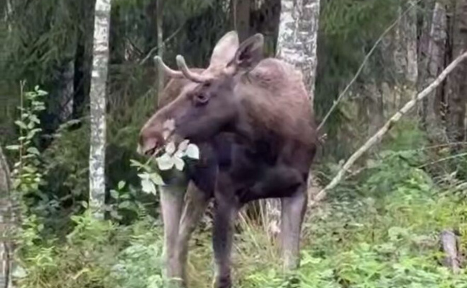    © ДТП и ЧП Кудрово