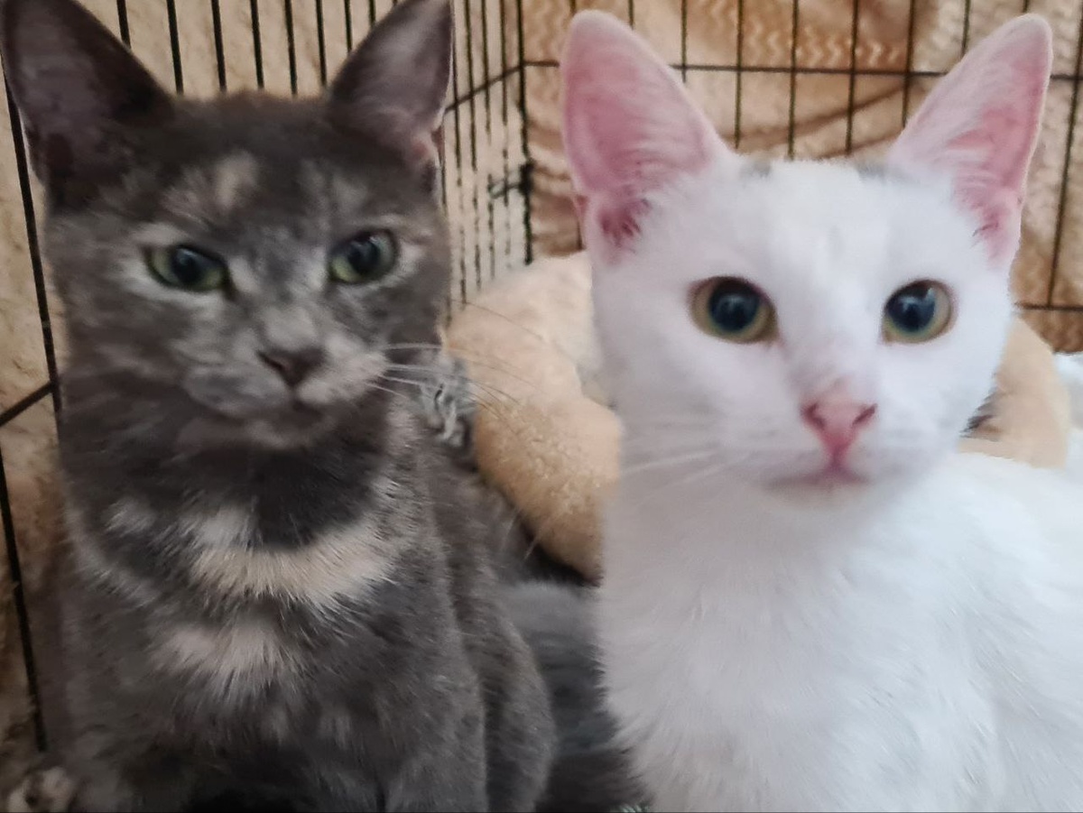 Доблестные Мамашки