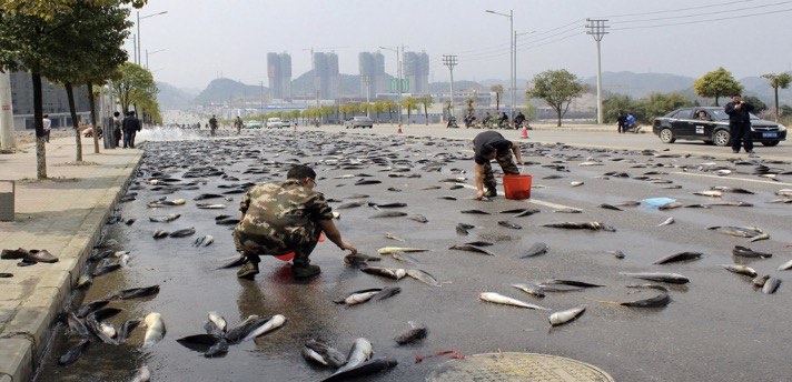 Гондурас Йоро. Фото из открытых источников интернета