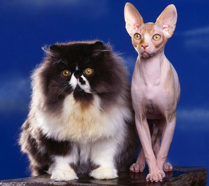 вот такая она - НЕСОРАЗМЕРНОСТЬ санкций! источник Яндекс-картинки.