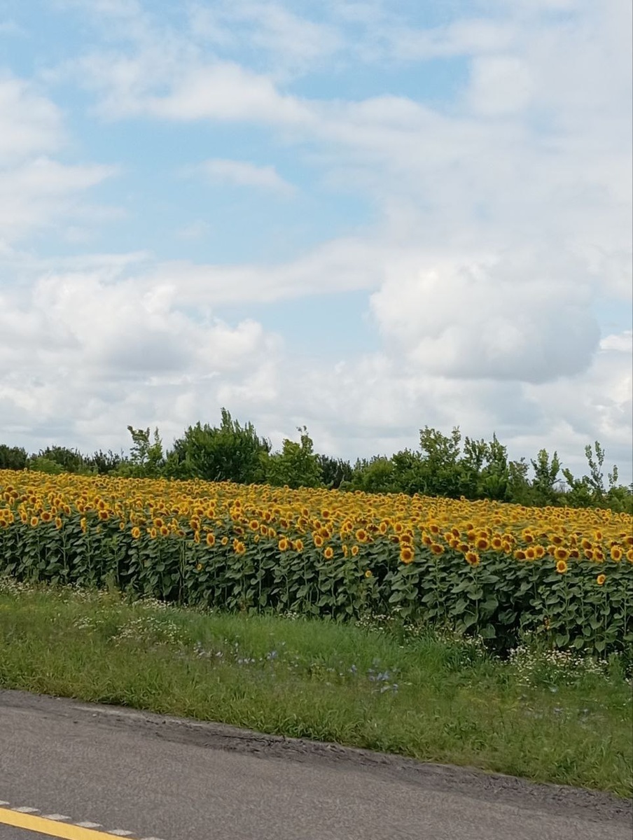 Дорога в Ростовскую область по большей части идет вдоль посадок подсолнечника.