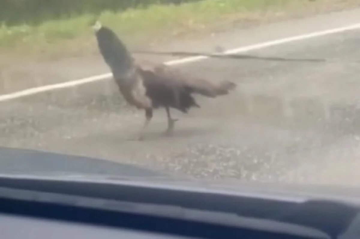    Жителей Пермского края ошарашил гуляющий по трассе павлин