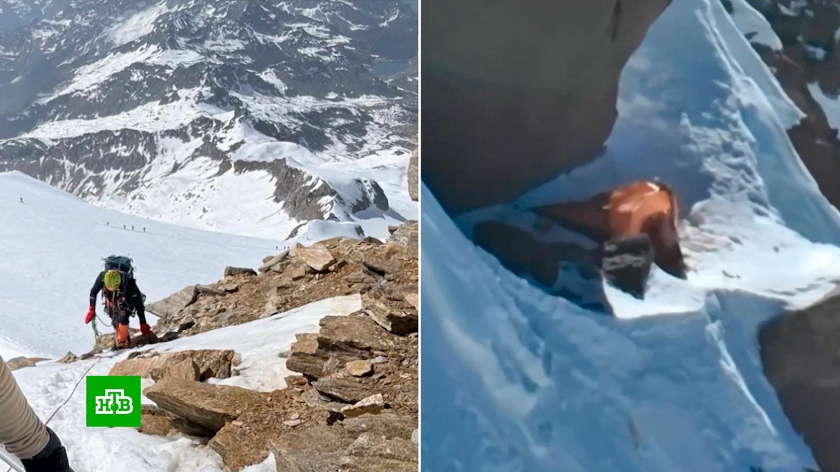    Бастрыкин поручил оказать помощь в спасении Натальи Наговициной