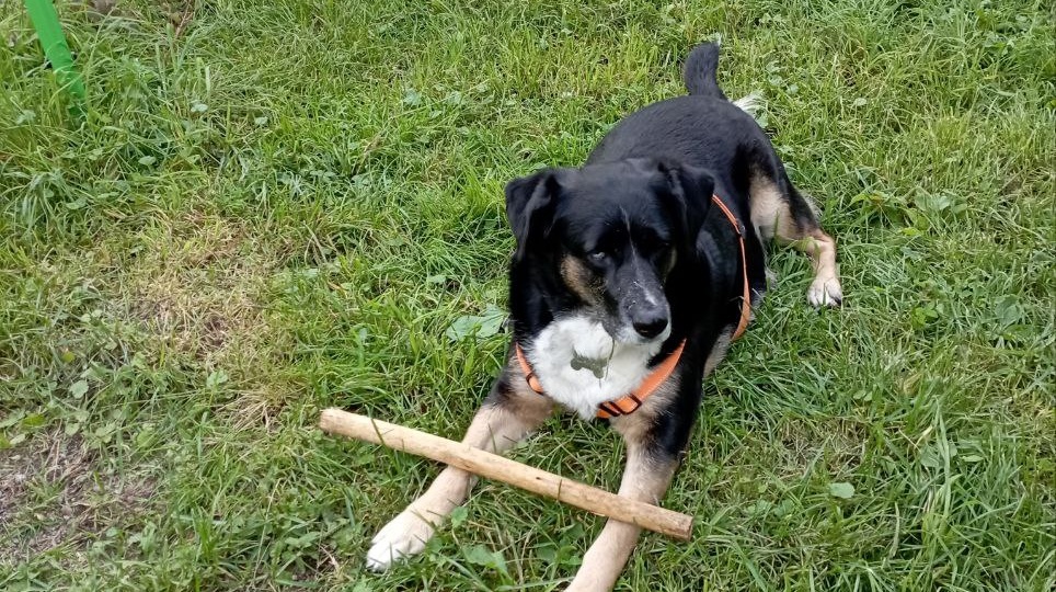 Она уехала домой не то чтобы по ошибке, а после поста про другую собаку. И вот что началось в её жизни