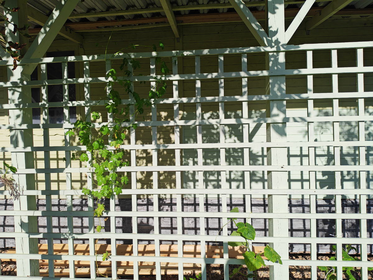 Настурция иноземная Канарейка должна была плести всю изгороди и зацвести массой жёлтых цветочков.