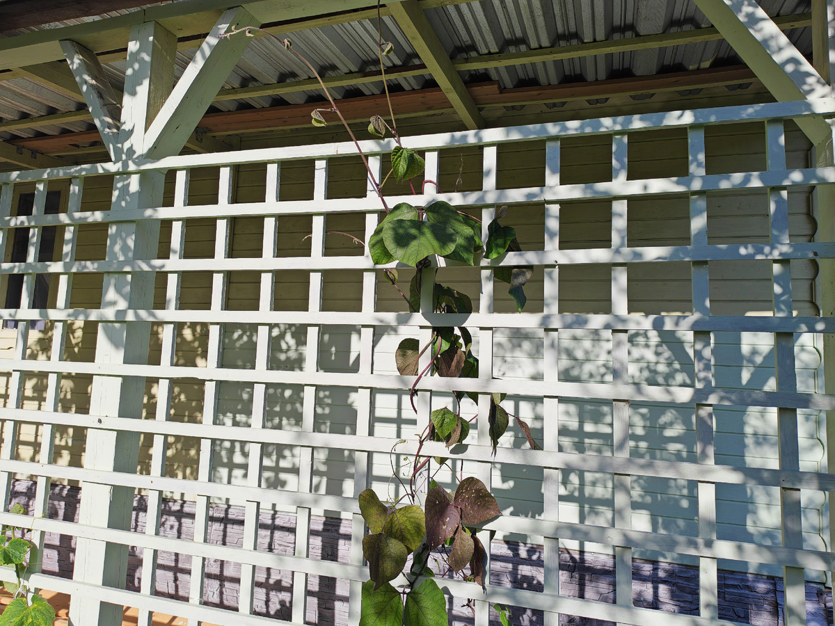 А вот листья долихоса к осени изменили свой цвет. 