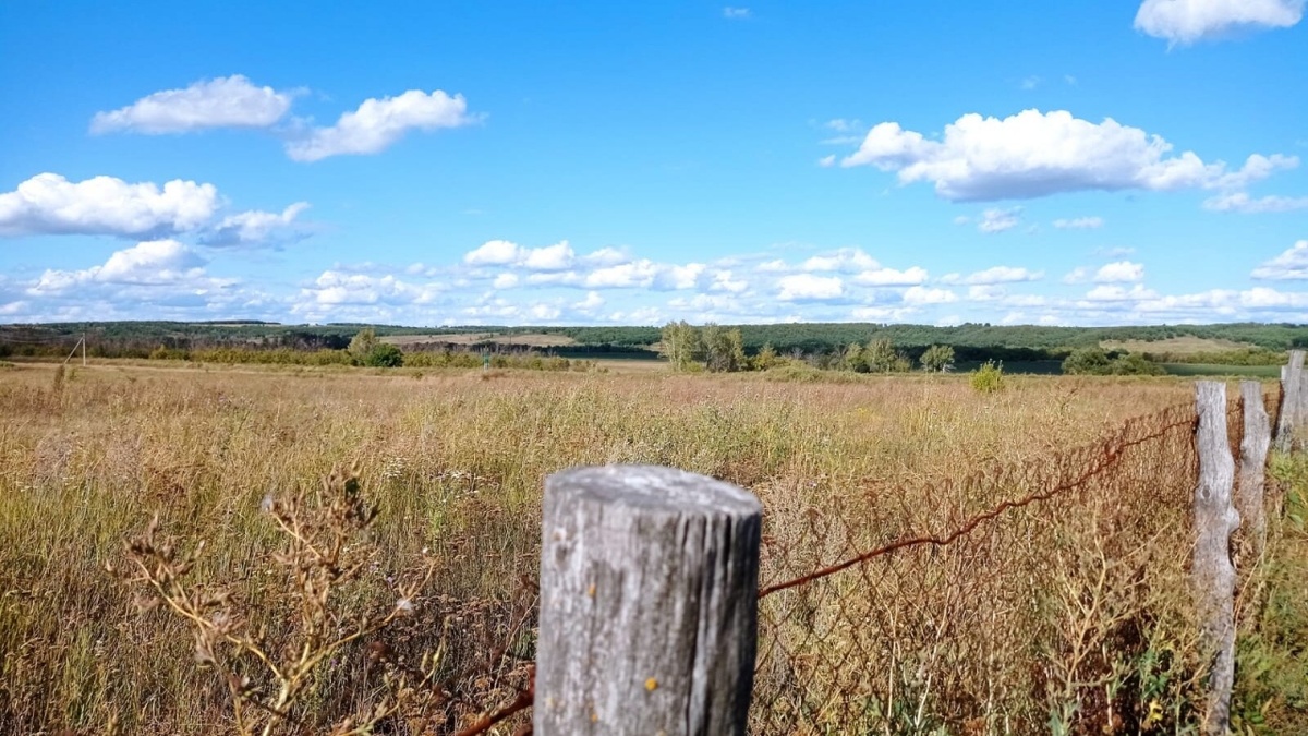    В Саратовской области стартовал сбор урожая проса и гречихиНовости Саратова и области – Сетевое издание «Репортер64»