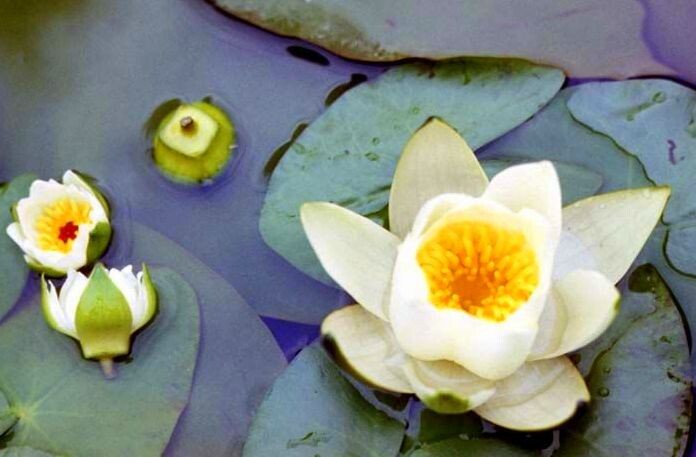 Бутоны, цветок и завязь кувшинки