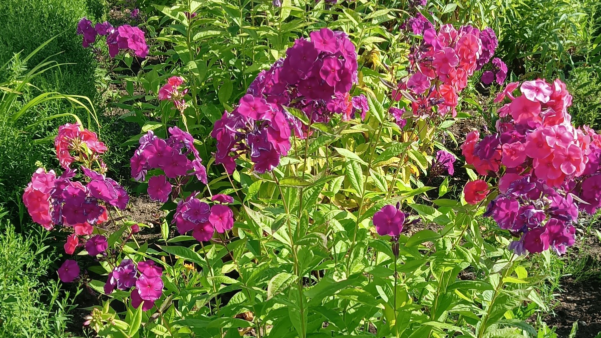 Прекрасные флоксы на станции Коноша 