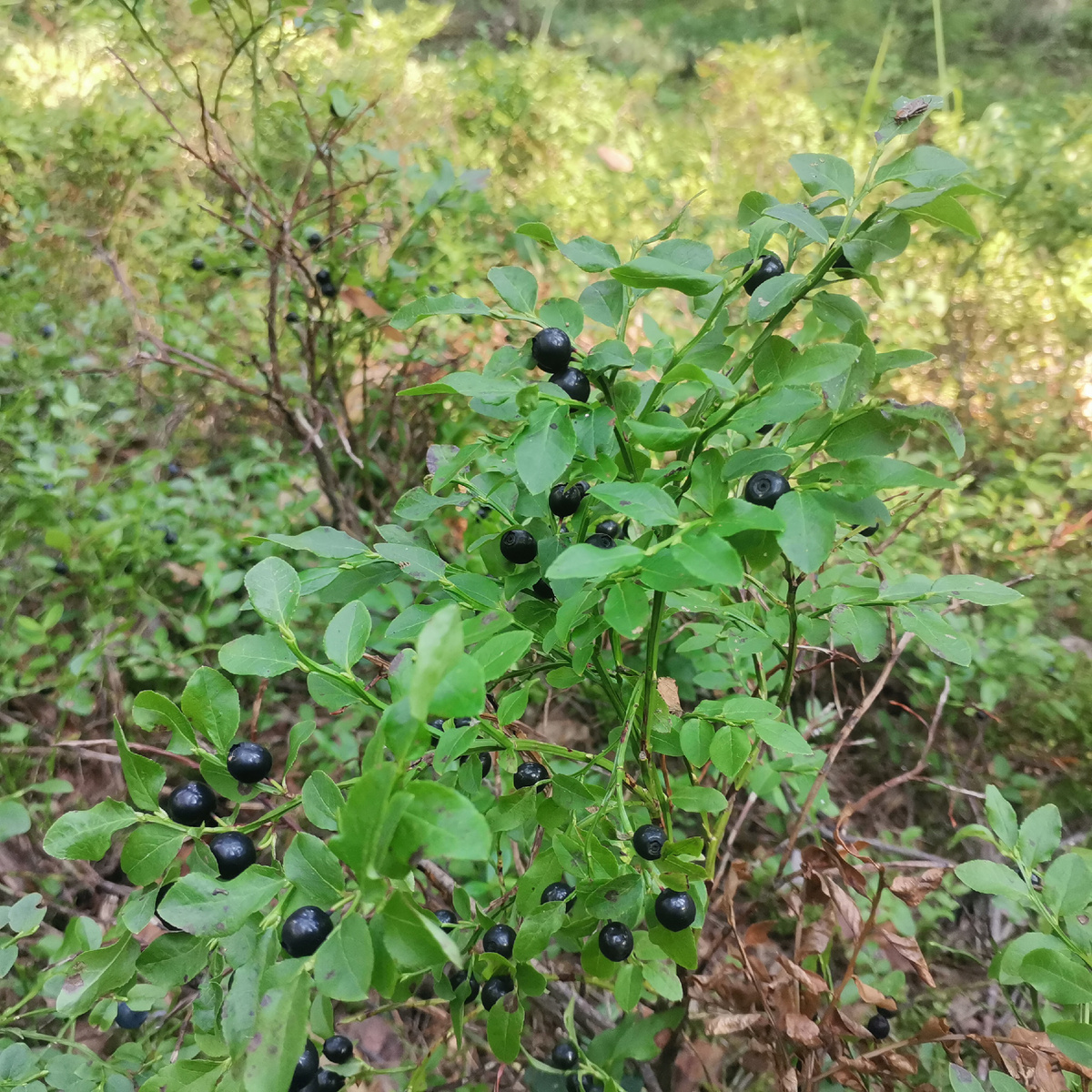 черника, черника обыкновенная