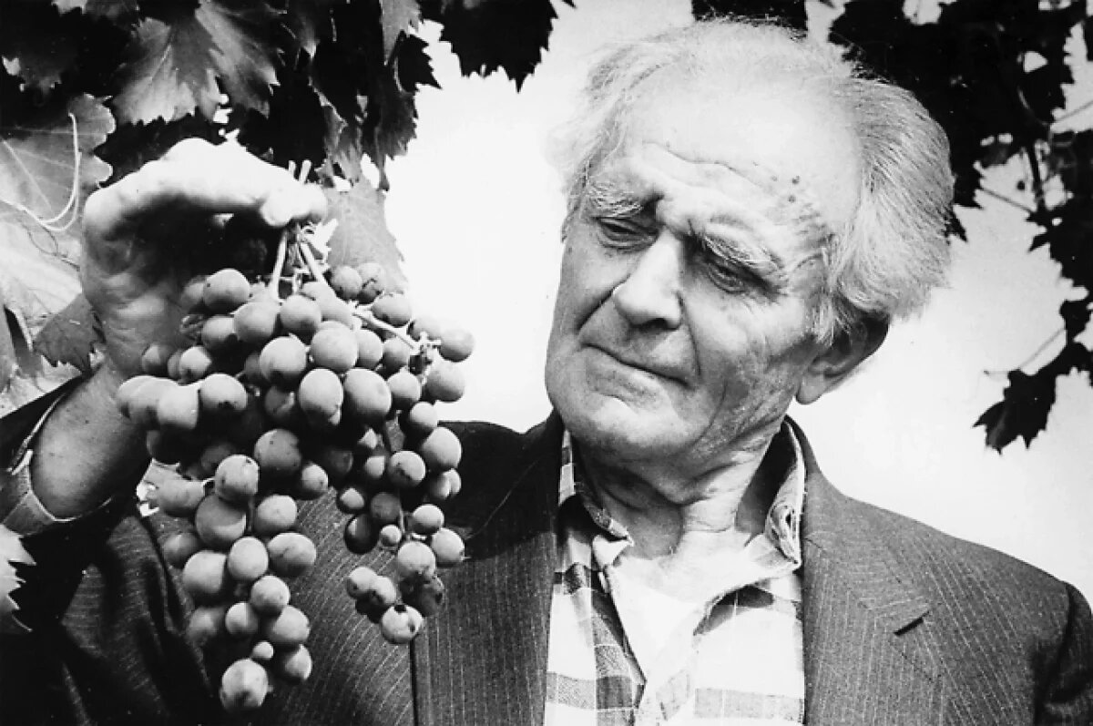    Потапенко видел Россию виноградной сверхдержавой, получающей от этого высокий доход в казну.