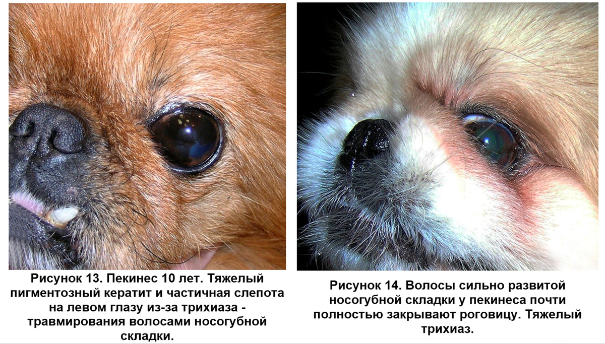 Фото Перепечаева К.А. (Центр ветеринарной офтальмологии доктора Перепечаева)