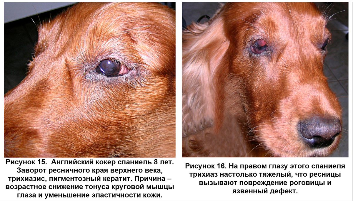 Фото Перепечаева К.А. (Центр ветеринарной офтальмологии доктора Перепечаева)