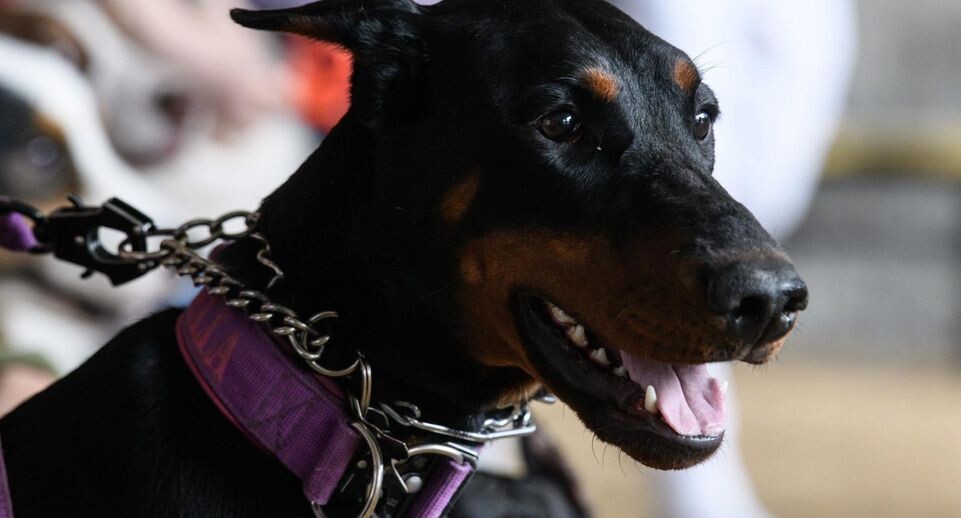    Ilya Moskovets/URA.RU / www.globallookpress.com