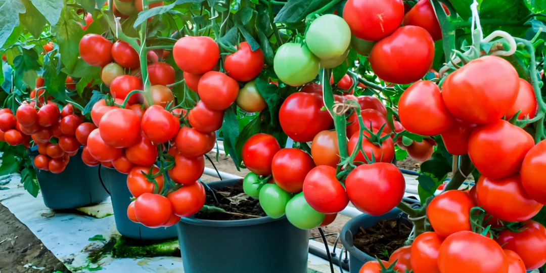 💧 100 гр. йода — и фитофтора забыла дорогу! Добавил в сентябре (1 мин. работы), и теперь все грядки чистые до весны