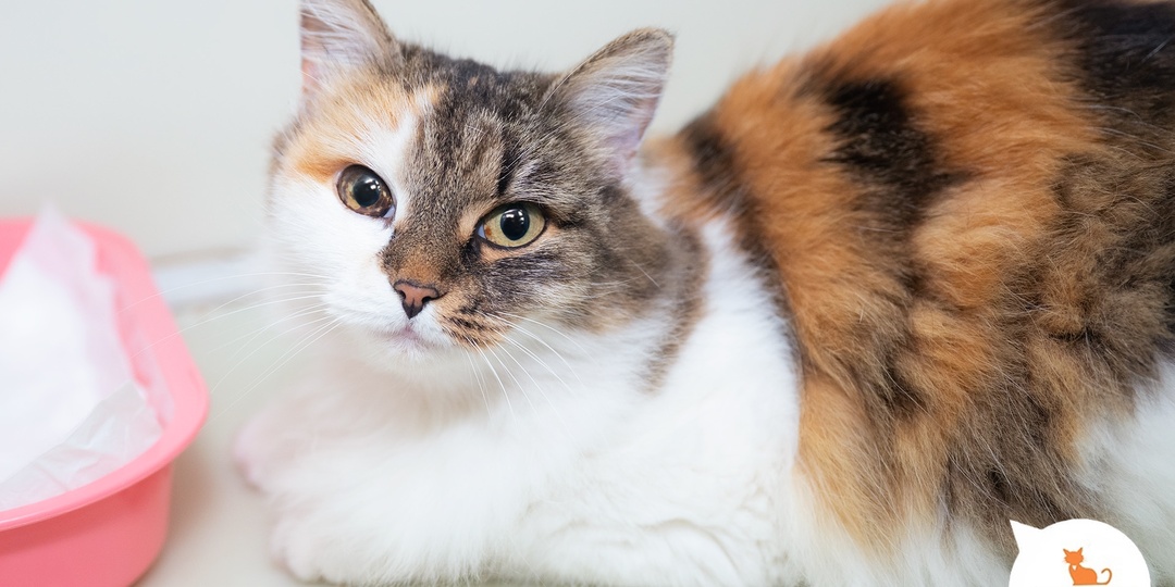 Самые сладкие пузики