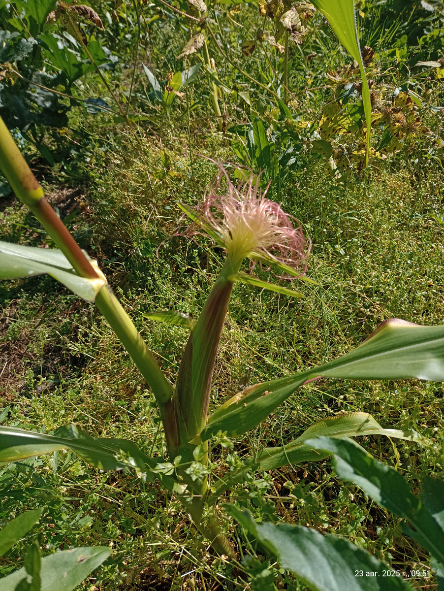 Моё. Для красоты