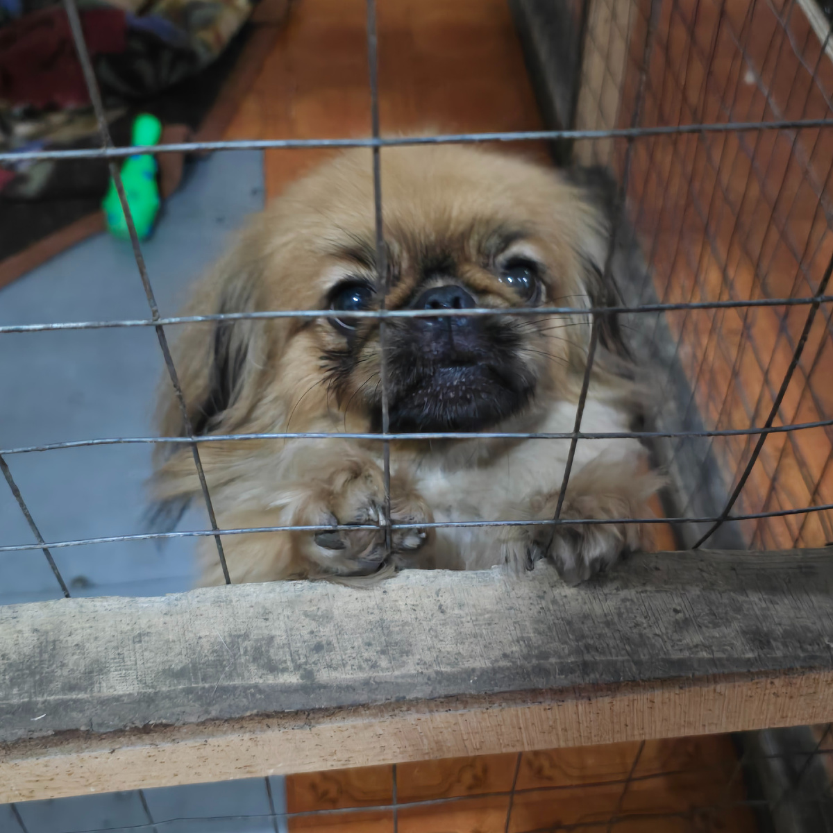 Пекинес смотрит хитро, явно что-то замышляет