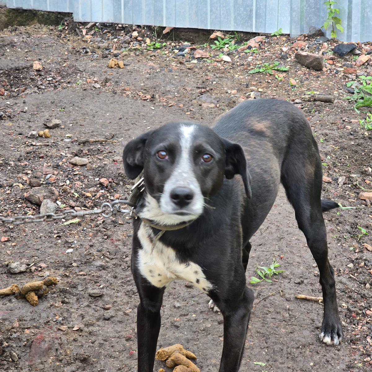 Черно-белый пес с загадочным взглядом на прогулке