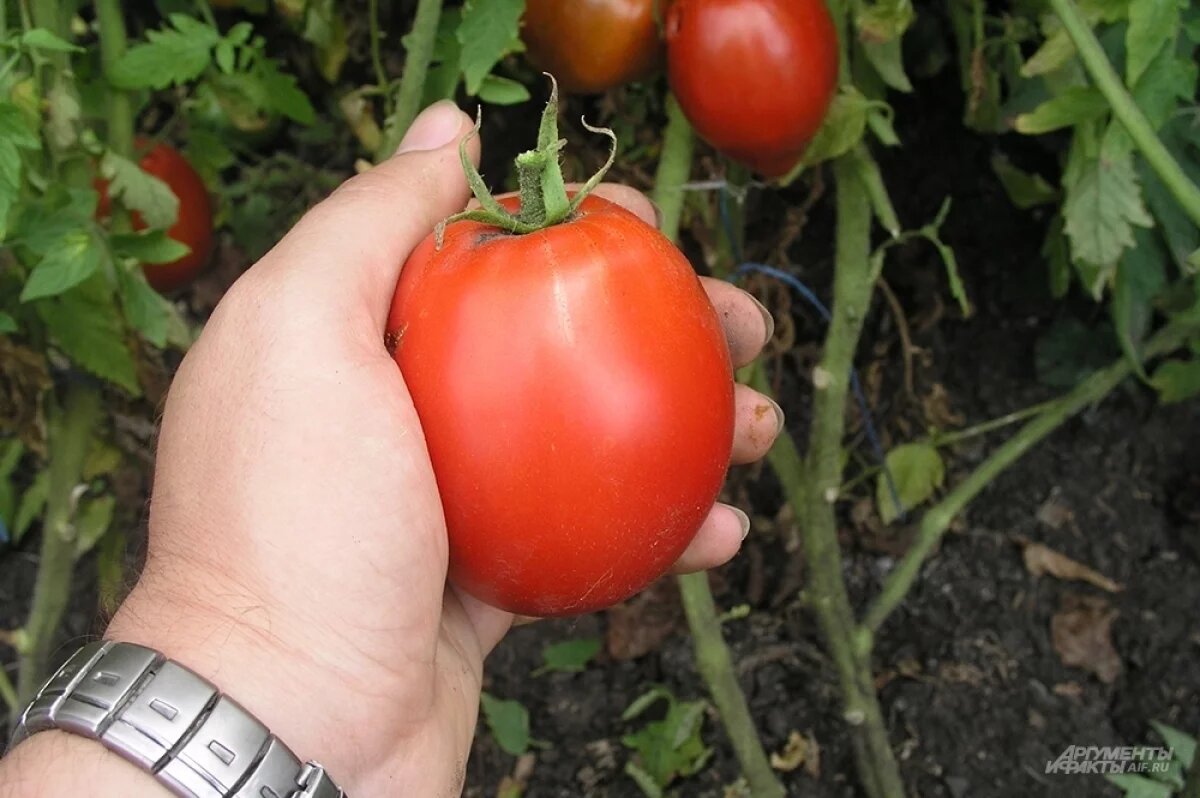    Синьор помидор.