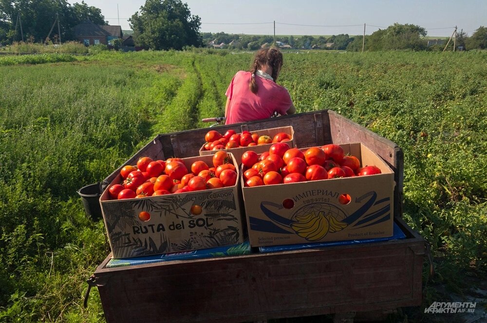    Сбор урожая томатов. Фото: АиФ/ Денис Терентьев