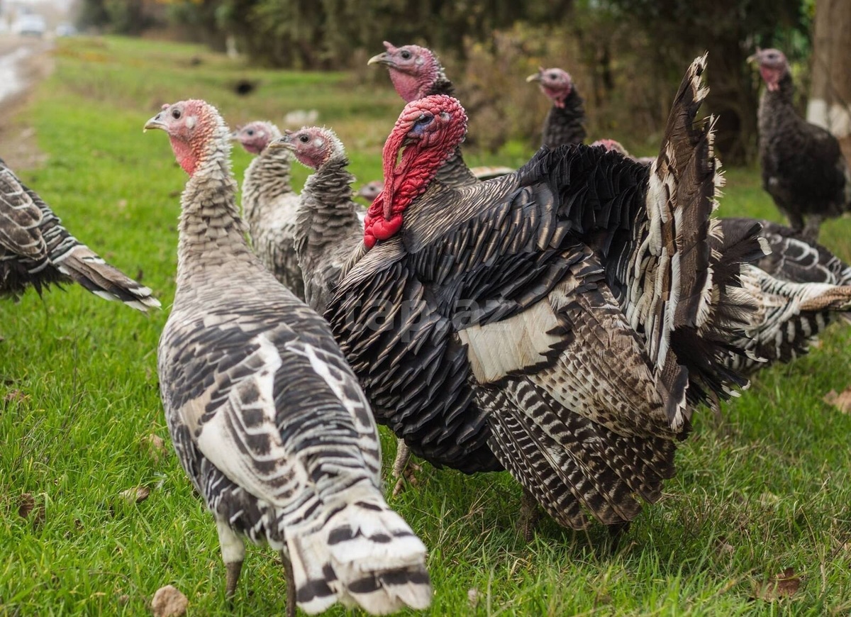 Индейка.Водится от лесов до саванн.