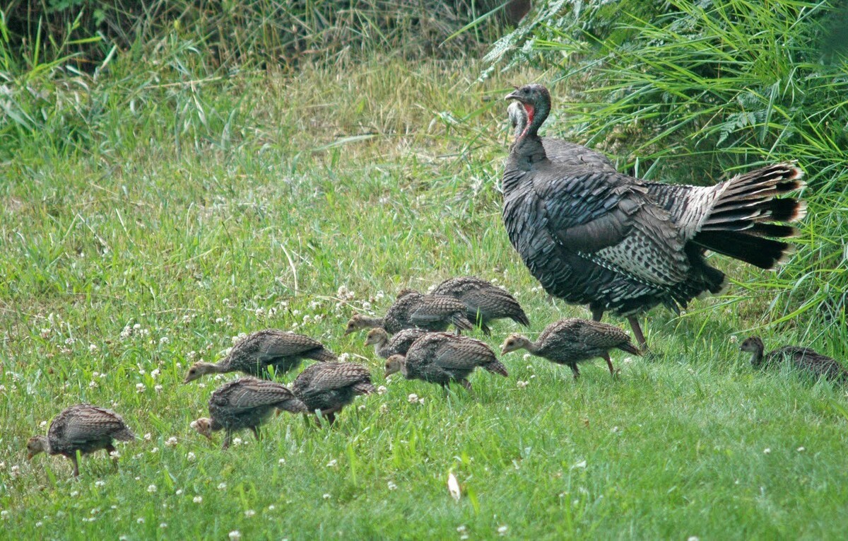 Индейка активно питается зеленью и насекомыми.