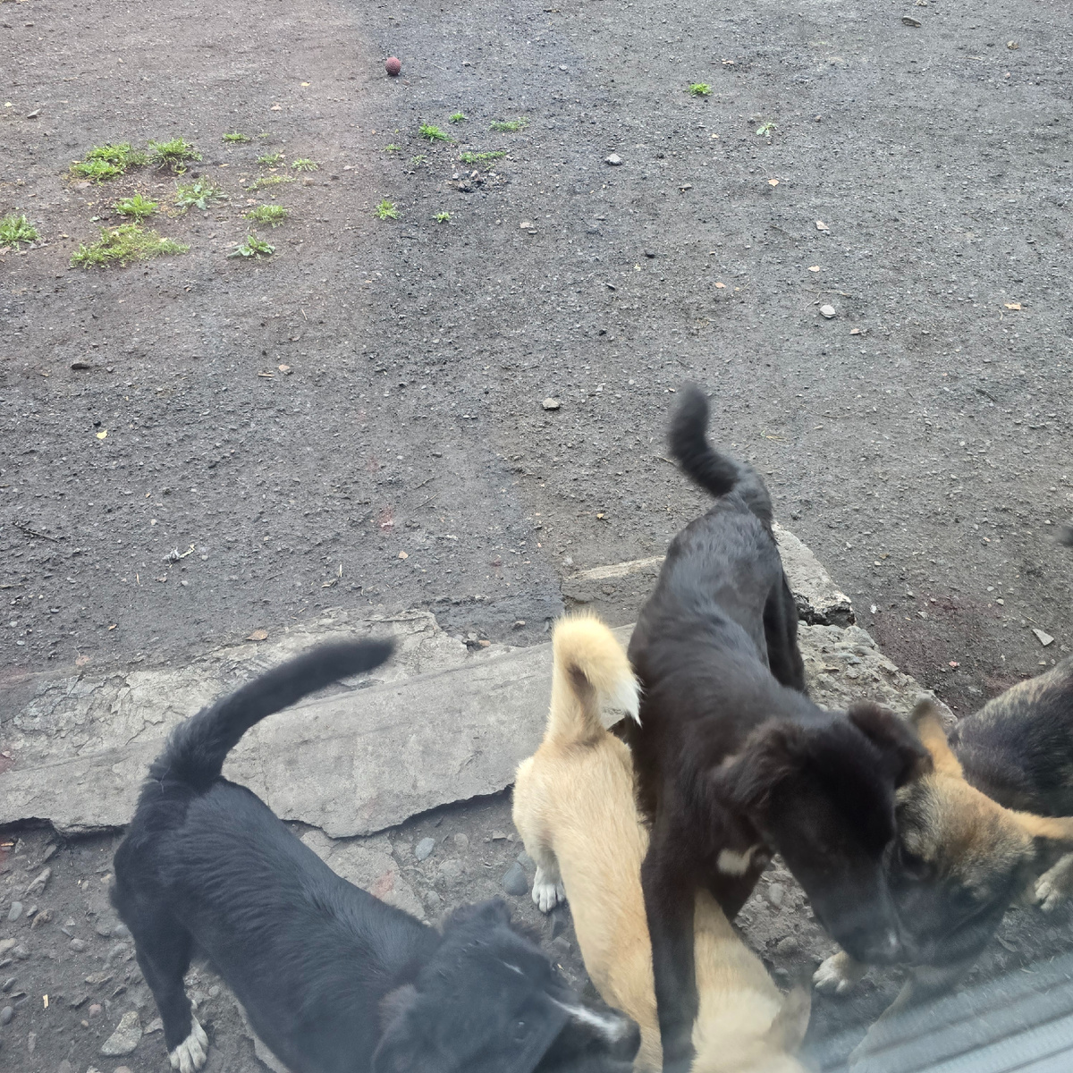 Голодные хвостики столпились у окна, ждут завтрака