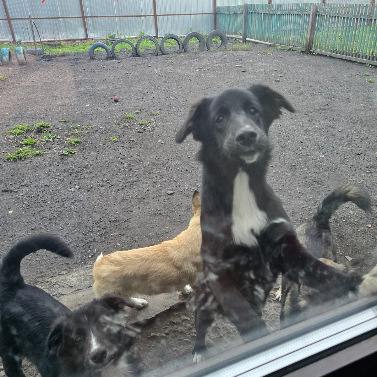 Черно-белый пес смотрит с надеждой в глазах