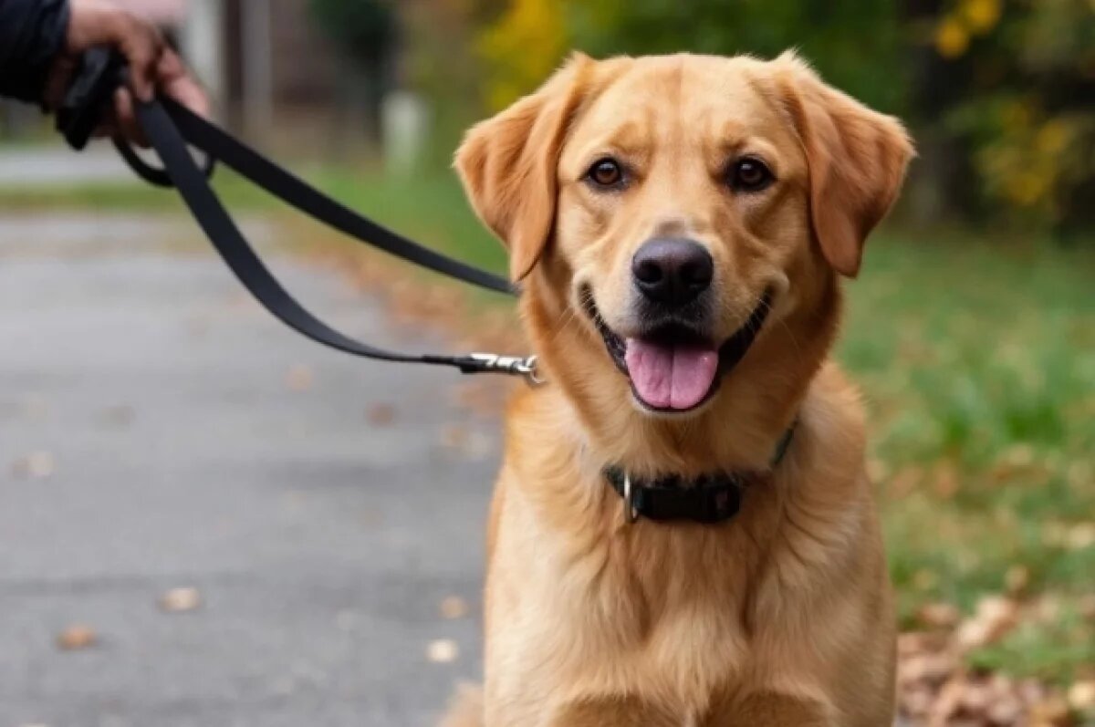    Порядок регистрации домашних животных утвердили в Забайкалье