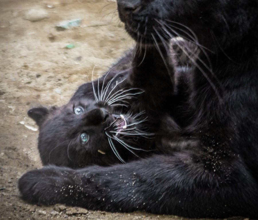     Фото: Зоопарк Екатеринбурга
