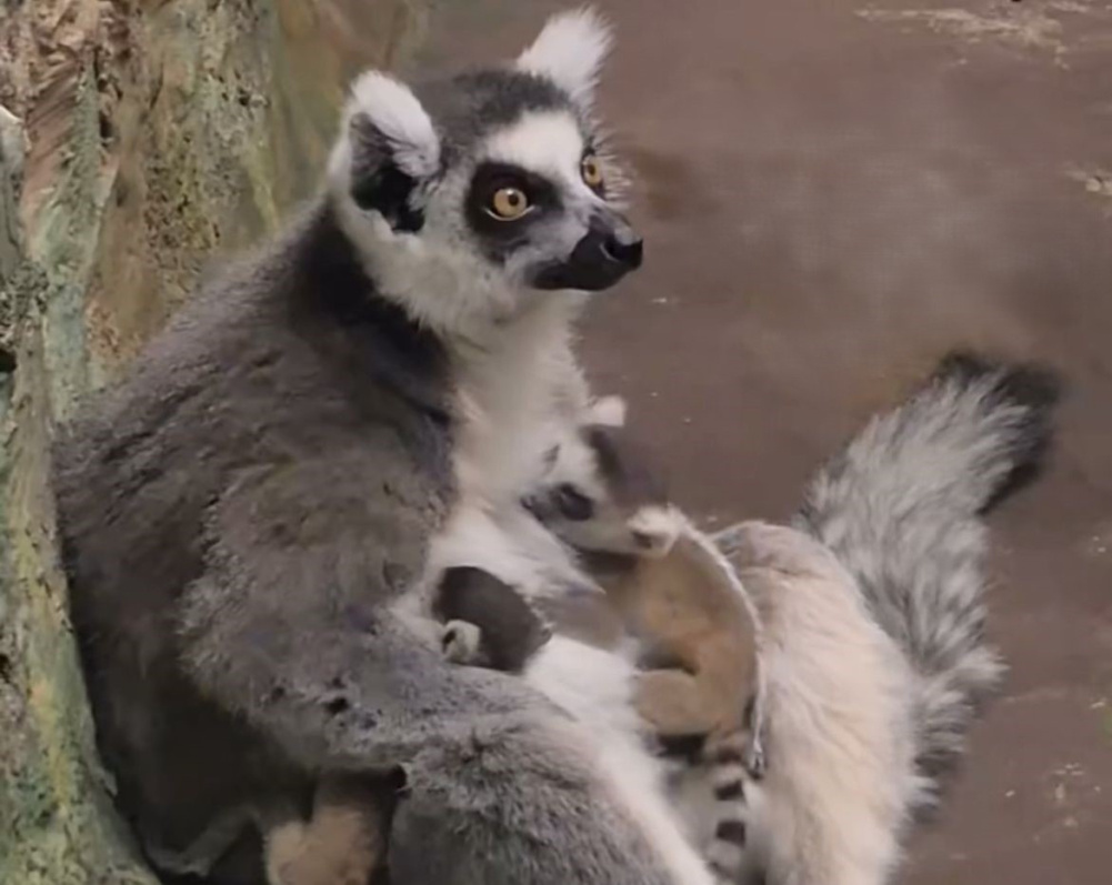     Фото: зоопарк.екатеринбург.рф