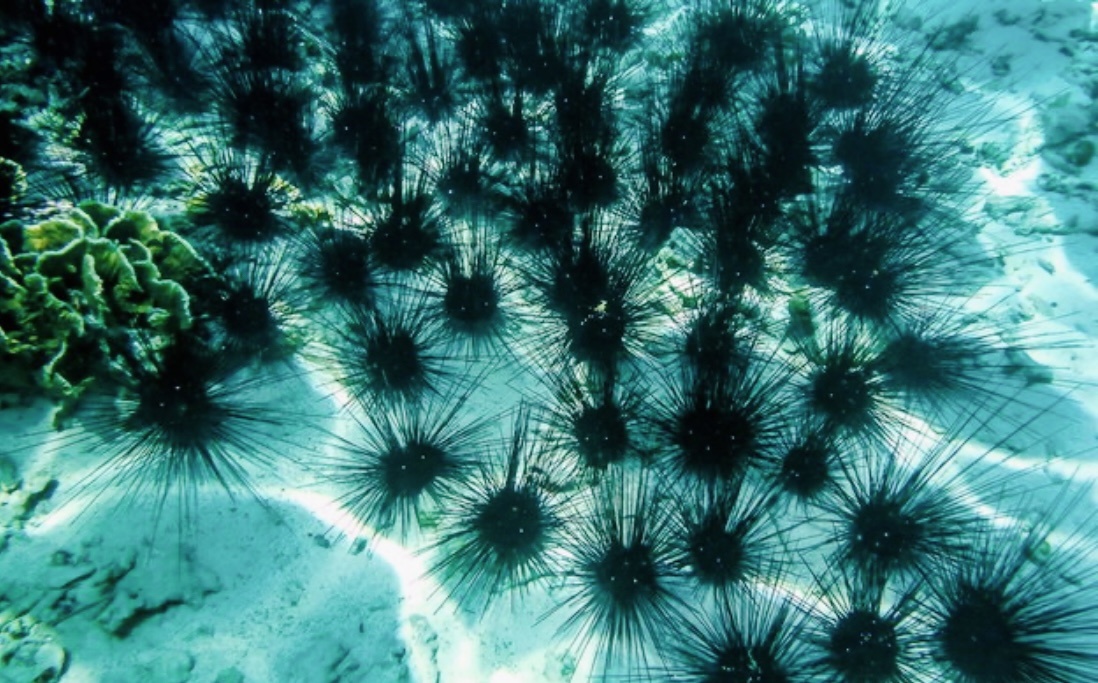 Морские ежи