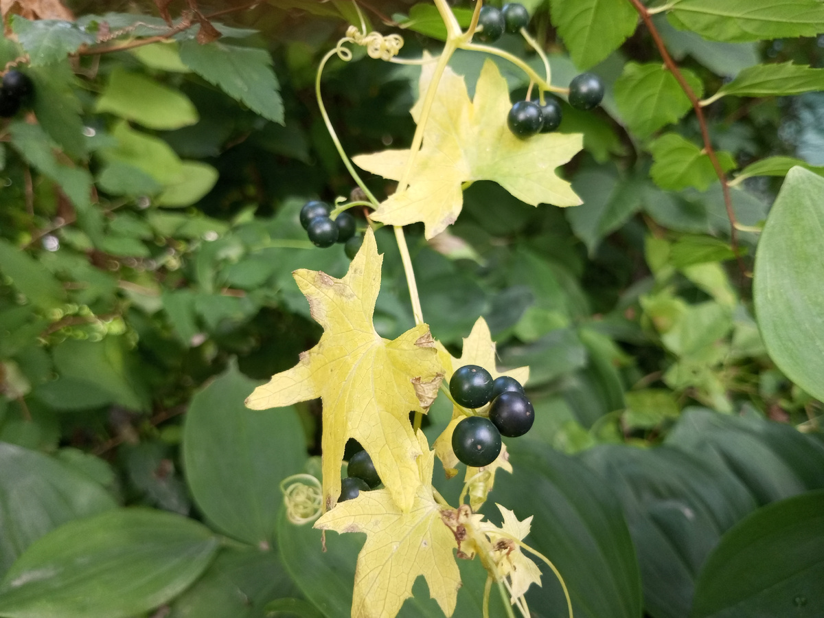 Спелые ягоды. Фото автора.