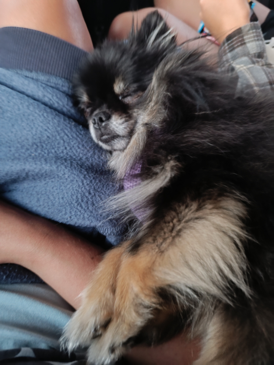 Блюдит за дорогой😅