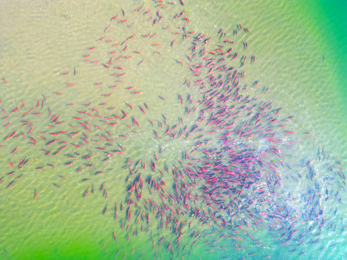 Фото «Рыбак Камчатки»