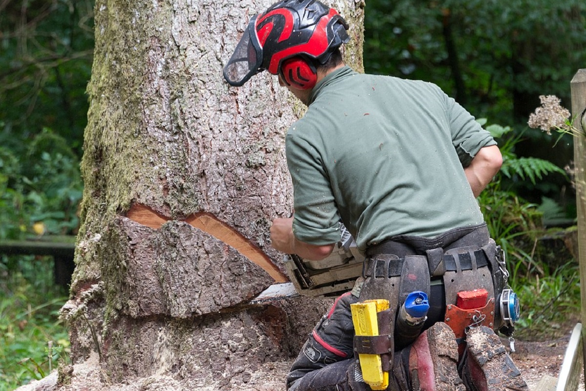    Фото: Мойнац, источник: commons.wikimedia.org