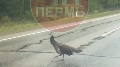    Фото: ЧП Пермь/ТГ Ульяна Бажанова