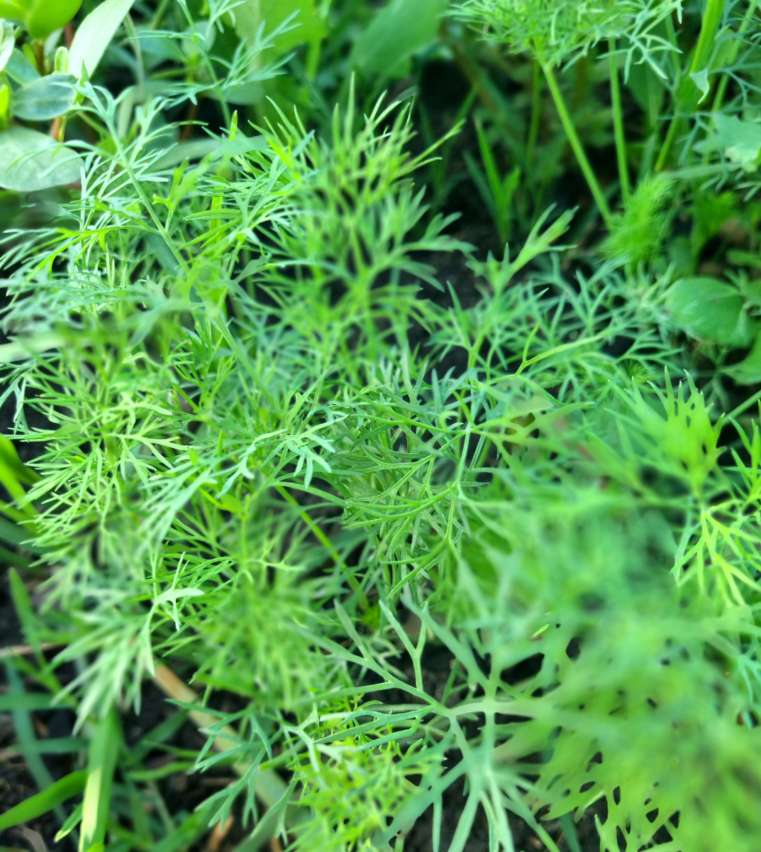 Фото: Зеленая леди, сад, семья и томатный сок 