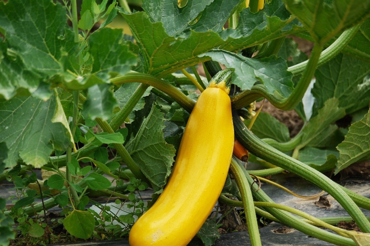    Фото: MonikaP / Pixabay.com