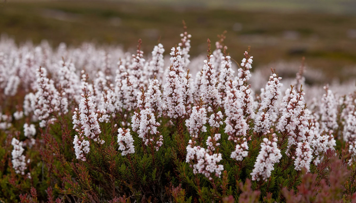    Белая пена из цветов аж до заморозков - этот многолетник прикроет все неприглядные места на участке
