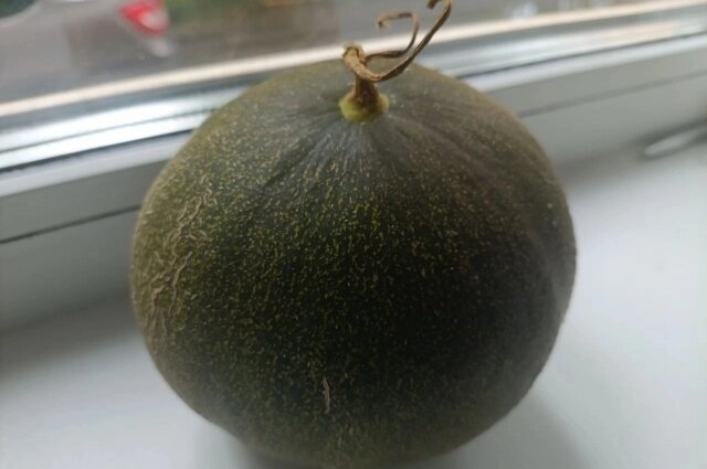    Дыню дома большими не вырастут. Фото: АиФ/ Татьяна Бахтигозина