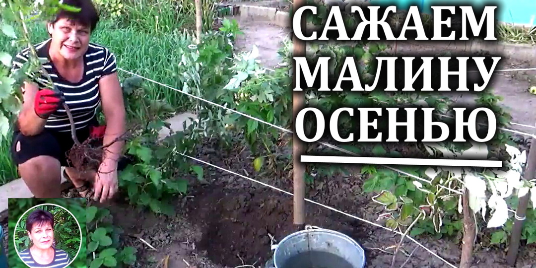 Вы купили саженец малины осенью. Посадите его правильно.