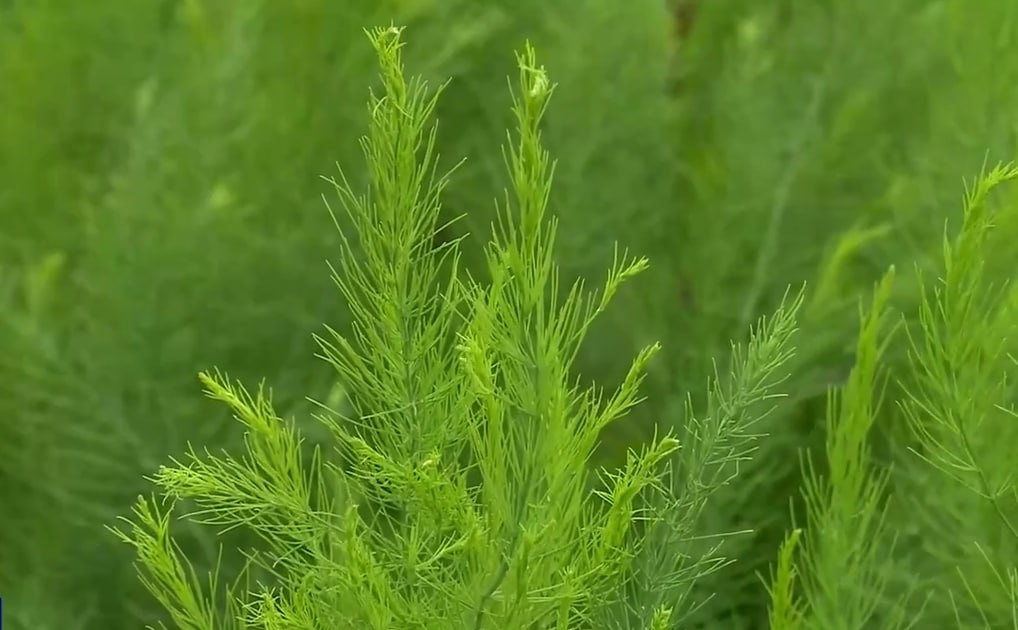    Оренбуржец выращивает спаржу после возвращения с фронта Оренбуржье